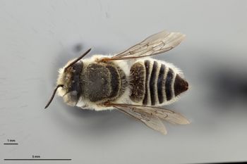 Media type: image;   Entomology 25435 Aspect: habitus dorsal view